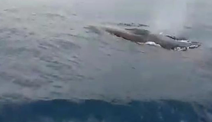 Akdeniz'de 15 metrelik oluklu balina görüntülendi