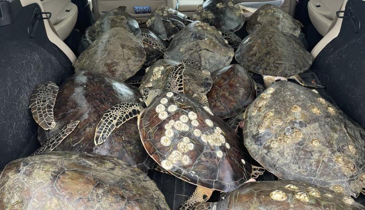 Donmak üzere olan 3 bin 500'den fazla deniz kaplumbağası kurtarıldı