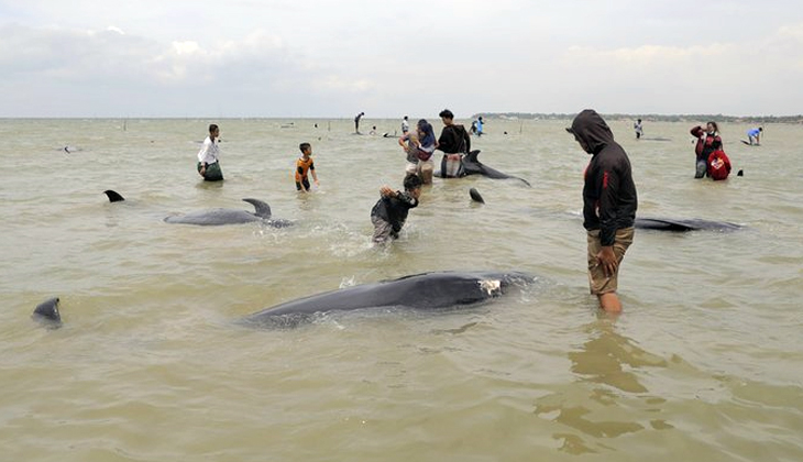 Endonezya'da 45 pilot balina kıyıya vurdu