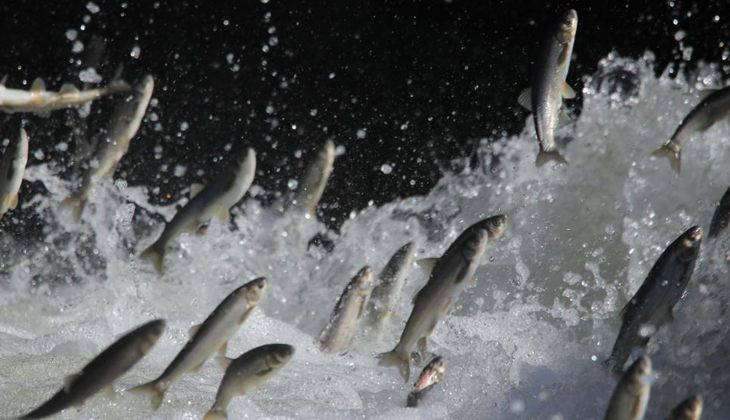 Göç yolunda oksijensiz kalan balıklar için can suyu takviyesi yapıldı