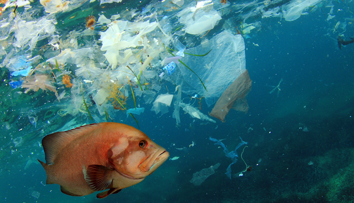 IMO’nun PPR 12 Oturumunda Plastik Kirliliği ve Denizcilik Sektörü İçin Önemli Adımlar Atıldı