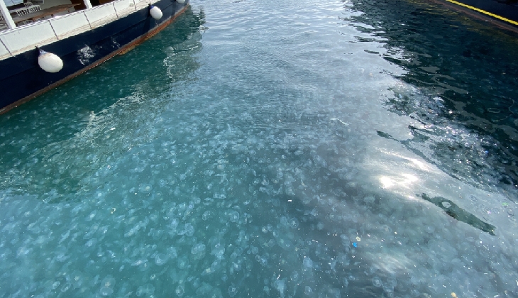 İstanbul Boğazı yine denizanası istilasına uğradı