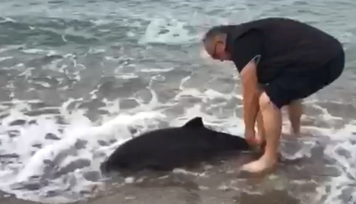 Kıyıya vuran Yunus Balığı'nı tekrar denize bırakarak hayata döndürdü
