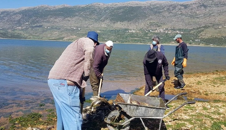 Lübnan’da tonlarca sazan balığı telef oldu