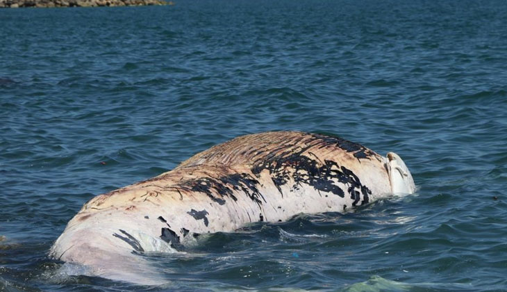 Mersin'de ölü olarak karaya vuran dev balinanın ölüm nedeni belli oldu