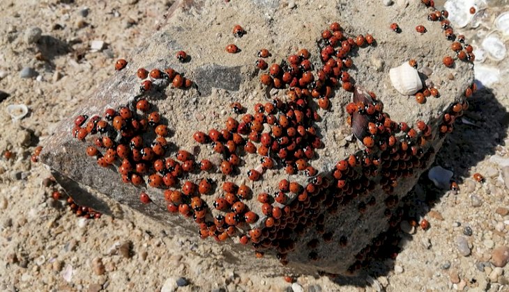 Saros Körfezi, uğur böceklerinin istilasına uğradı