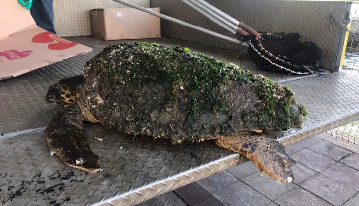 Yaralı halde bulunan caretta caretta tedavi altına alındı