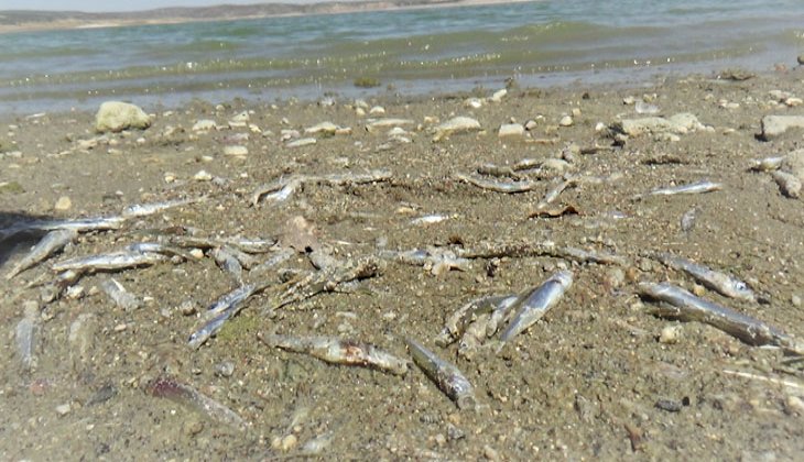 Sular çekildi, binlerce balık sıcaktan öldü