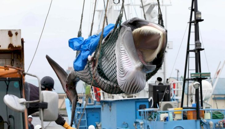 31 yıllık aranın ardından ticari balina avcılığı resmen başladı