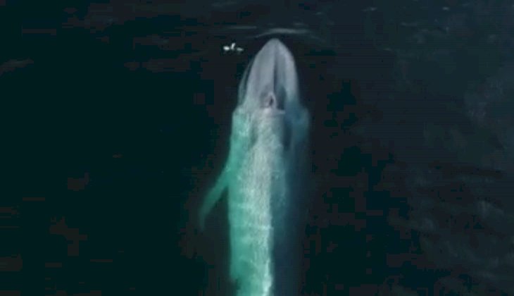 Mavi balinanın su püskürttüğü an görüntülendi - İzle