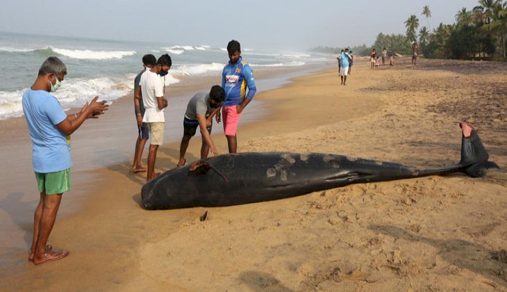 Kıyıya vuran 120 balina kurtarıldı
