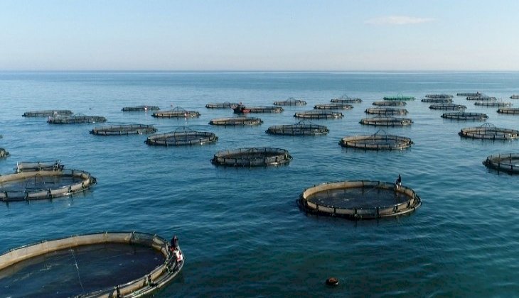 Doğu Karadeniz'den gerçekleştirilen su ürünleri ihracatında artış devam ediyor