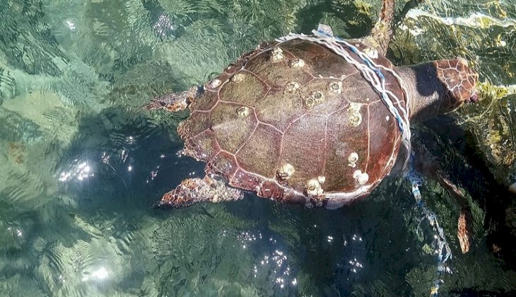 Körfez’de 2 caretta caretta ve 1 yeşil deniz kaplumbağası ölü bulundu