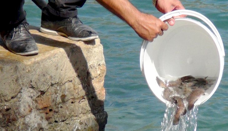 “Ege ve Akdeniz’e 6 bin Lahos Balığı bırakıldı”