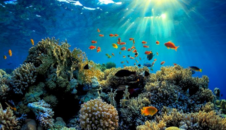 Büyük Bariyer Resifi'nde mercan kaybında rekor düşüş
