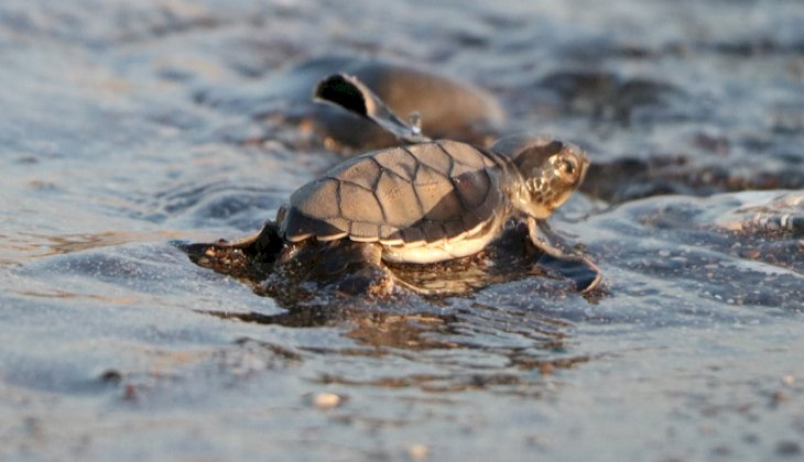 Mersin'de 300 bin yavru kaplumbağa denizle buluştu