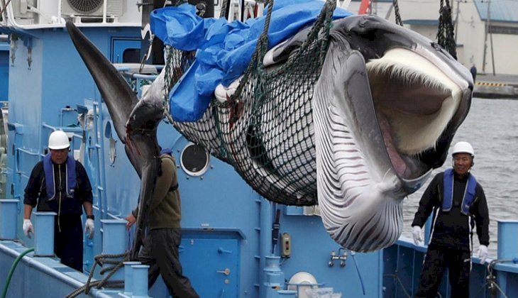 Japonya’dan ticari balina avı için yeni hamle