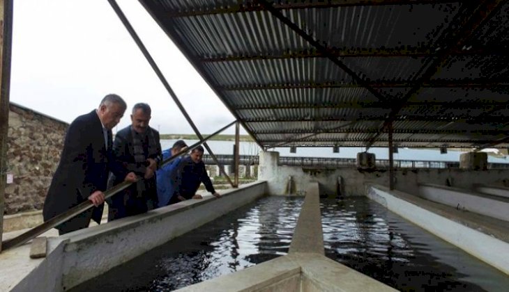 Kayseri'de yetiştirilen balıklar Avrupa sofralarında yer alıyor
