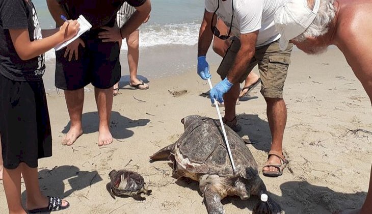 2 deniz kaplumbağası ölü bulundu
