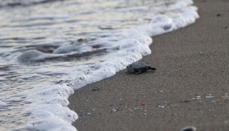 Yavru Caretta Carettalar denizle buluşmaya başladı