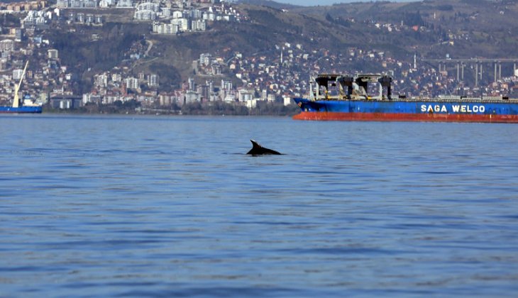 İzmit Körfezi’nde yunuslardan görsel şölen