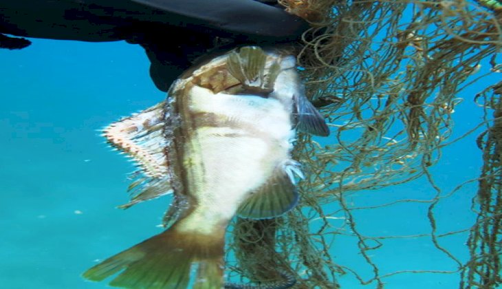 Hayalet ağların temizlenmesiyle 1.5 milyon balık hayata tutundu