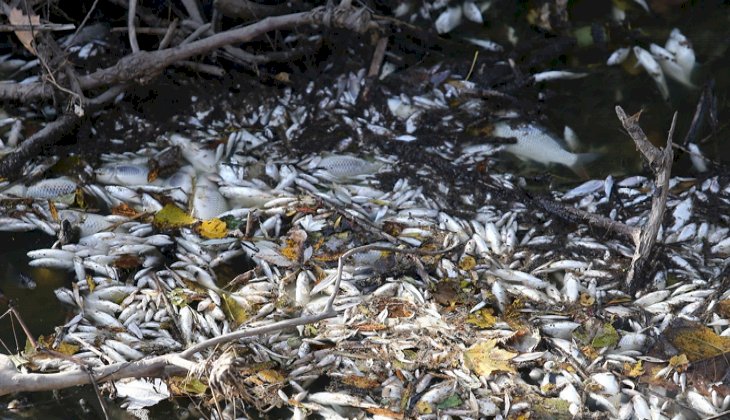 Bursa'da yine çevre felaketi! Binlerce balık öldü