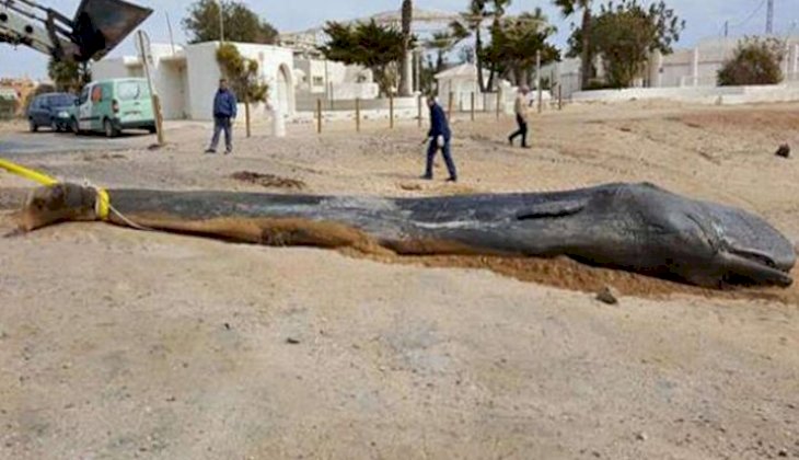 Kıyıya vuran dev balinanın midesinden 29 kilo plastik poşet çıktı