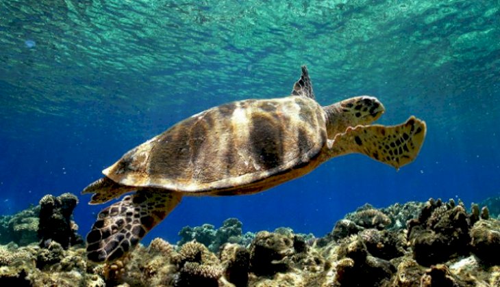 Caretta caretta nöbeti için rekor başvuru