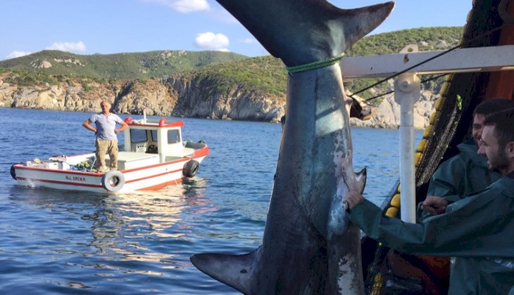Marmara'da ağlara takılan 4 metrelik köpek balığı denize bırakıldı