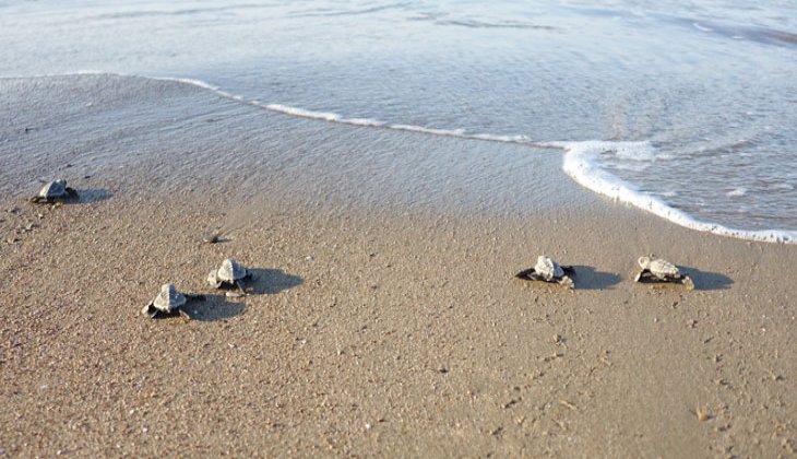 Belek’te Caretta Caretta yuvasında rekor kırıldı