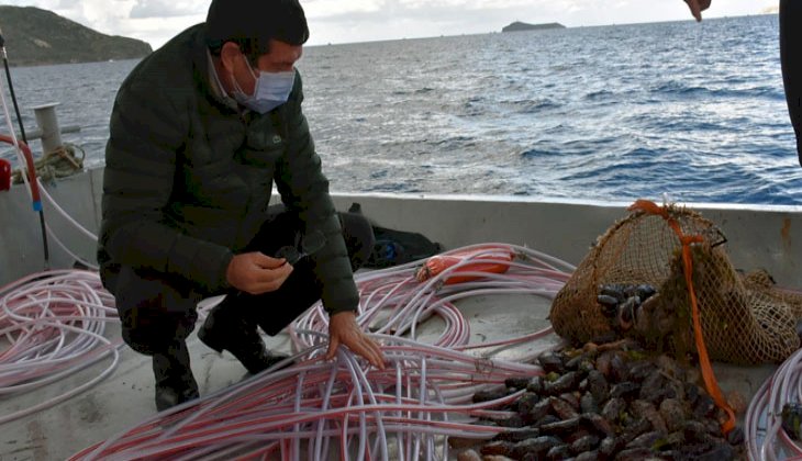 Deniz patlıcanında kota 40 kilo