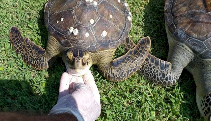 2 yeşil deniz kaplumbağası ölü olarak bulundu
