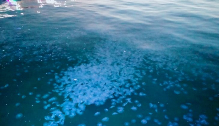 Marmara’da denizanası istilası