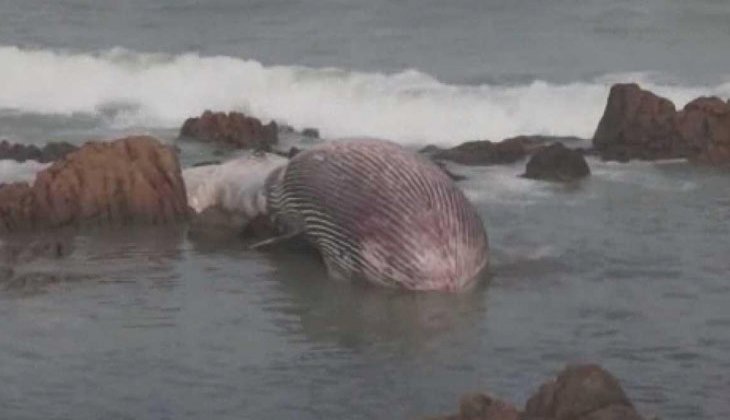 Tayland’da 11 metrelik balina kıyıya vurdu