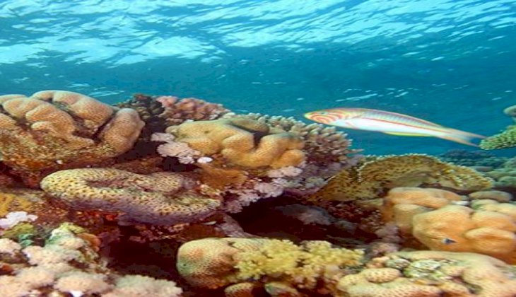 Okyanus asitlenmesi mercan resiflerinin gelişimini engelliyor