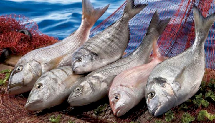 Tezgahlar "kültür balıkları"yla canlandı