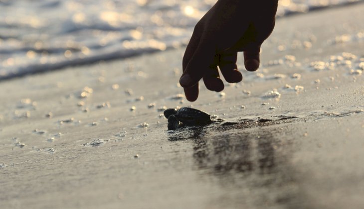 Caretta yavruları denize kavuşma yolculuğunda