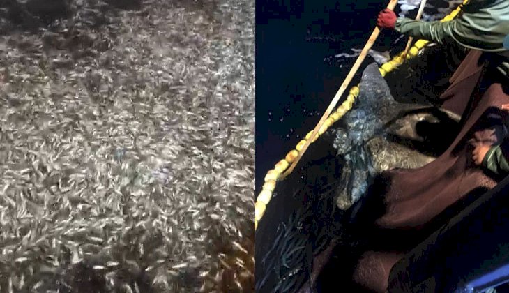 Çanakkale’de boyları küçük olan 15 ton balık geri salındı