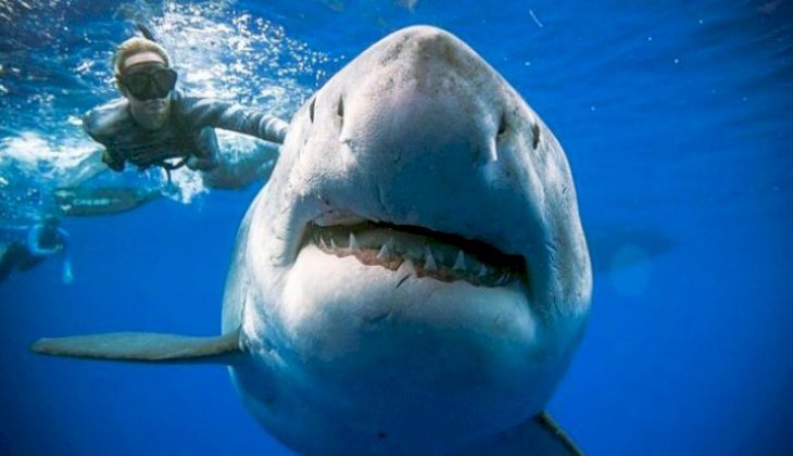 Dalgıçlar, dünyanın en büyük köpekbalığı ile yüzdü