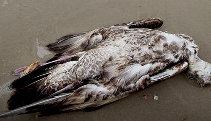 Okyanustaki dev sıcak su kütlesi bir milyon kuşun ölümüne neden oldu!