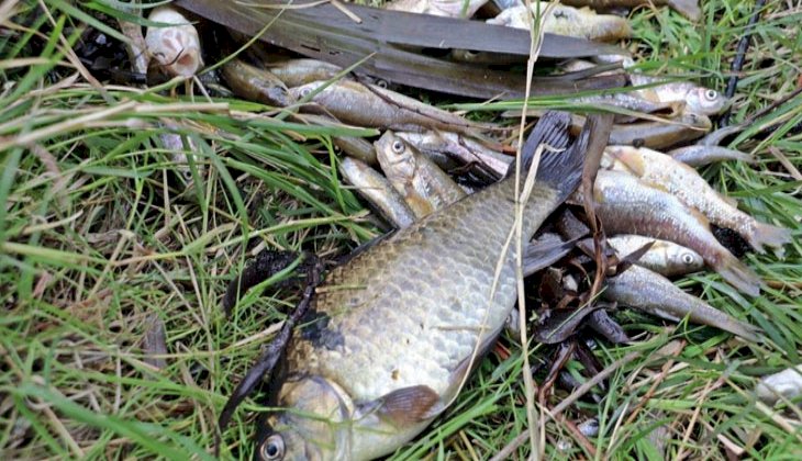 Balık ölümleriyle ilgili 10 işletme kapatıldı! 2 milyon 598 bin lira ceza uygulandı