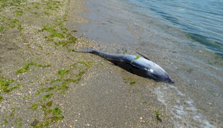 90 kilo! Mudanya'da sahile vurdu