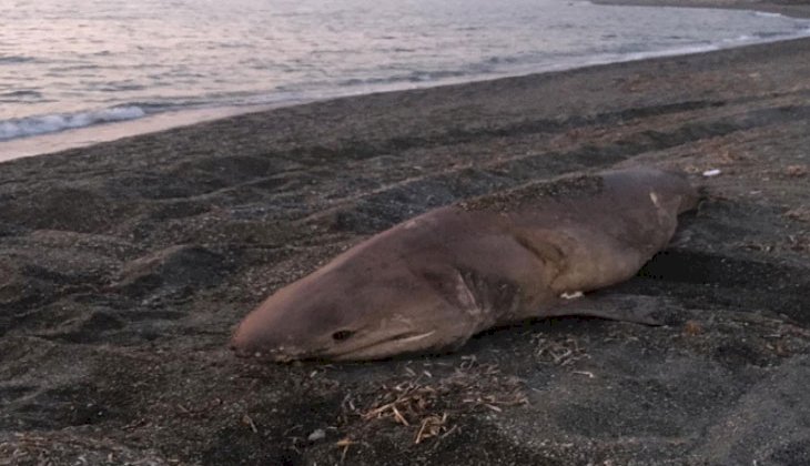 Ege'de 3 metre uzunluğunda yarım tonluk köpek balığı karaya vurdu