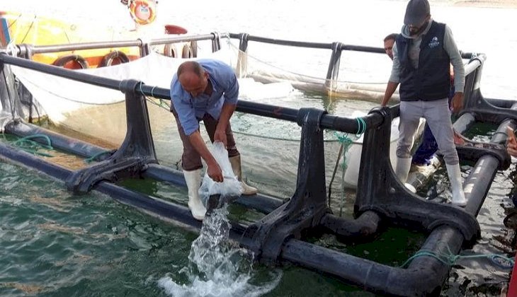 Kemer Baraj Gölü’ne 2 bin yayın balığı bırakıldı