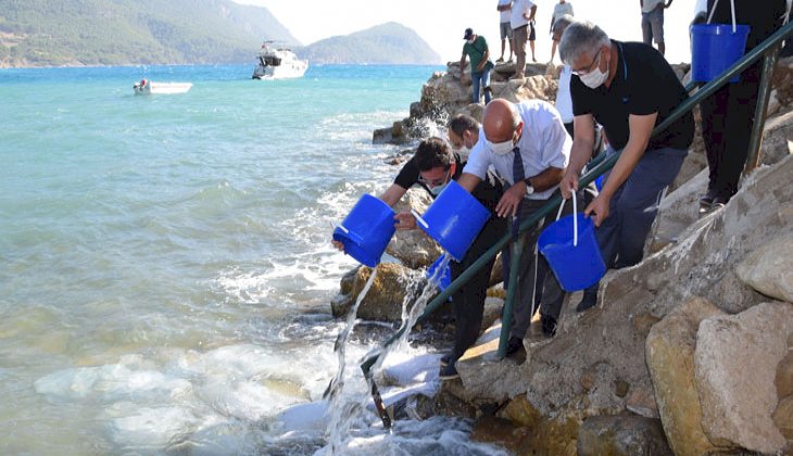 Kumluca'da 5 bin levrek yavrusu denizle buluştu