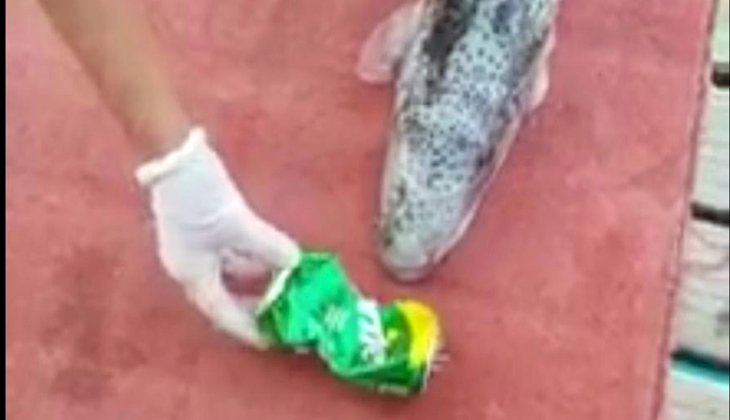 Fethiye'de görülen balon balığı teknedeki tenekeyi parçaladı