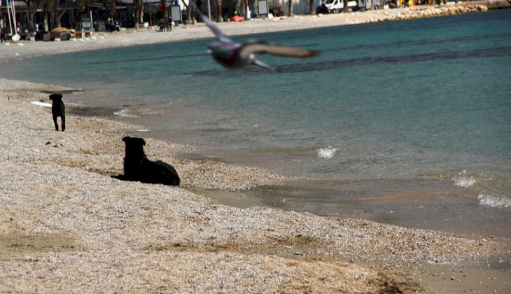 Bodrum'un dünyaca ünlü sahilleri sokak hayvanlarına kaldı