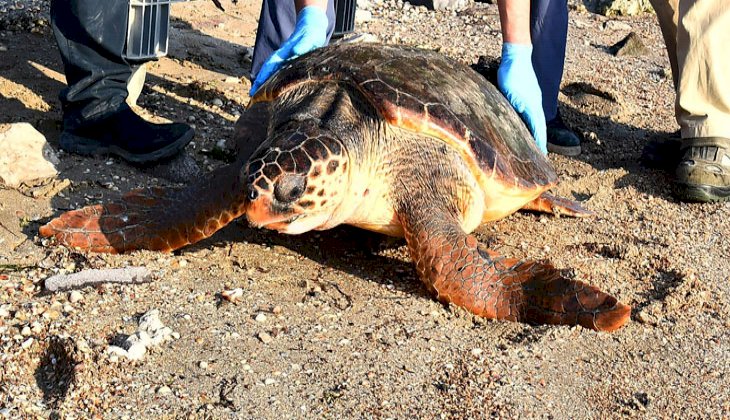 Ağlara takılan caretta caretta kurtarıldı