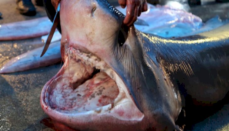 Mersin açıklarında bir haftada üçüncü köpek balığı yakalandı